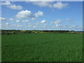 Crop field near Little Welnetham Hall in Little Whelnetham
