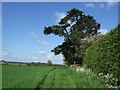 Footpath, Little Welnetham  in Little Whelnetham