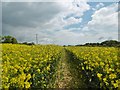 Bloxworth, rape field in BH20 7EX
