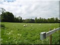 Bloxworth, sheep grazing in BH20 7EF