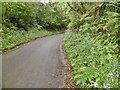 East Bloxworth, bluebells in BH20 7EB