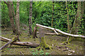 Woodland on the burghies in WA11 9BD