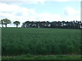 Crop field near Gedding in Gedding