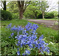 Bluebells on Southmeads Road in Oadby in LE2 2SA