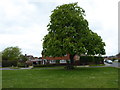 Horse chestnut tree on the village green in RH14 0BT