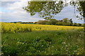 Oilseed rape field near Great Wishford in Great Wishford
