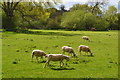 Sheep grazing next to Langford Lakes in SP3 4PA