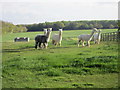 Alpacas at Crambe Grange in YO60 7PQ