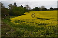 Oilseed rape field beside the A37 in BS39 5TE