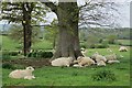 Sheep near Maytham Road in TN17 4PS