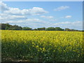 Oilseed rape crop near Potash Farm in CO6 5BB
