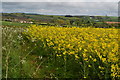 Oilseed rape beside Tilly Whim Lane in DT2 9SD