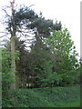 Woodland beside Little Bromley Road in CO7 7LX