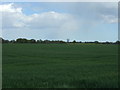 Crop field near Mulley's Farm in CO11 2PL