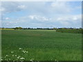 Crop field off Bentley Road in CO7 8ST