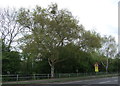 Trees beside Colne Bank Avenue, Colchester in CO3 3QR
