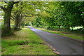 Tree-lined road near Lytchett Minster in BH16 6AP