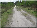 Track in Ashley Heath Forest in BH24 3FN