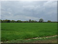 Crop field off Church Road, Elmstead Market in CO7 7AR