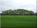 Crop field off Clacton Road in CO7 7HS