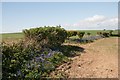 Bluebell border near Chideock Farm in DT2 8DW