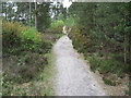 Path in Ashley Heath Forest in BH31 6AZ