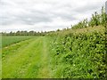 Winterborne Zelston, hedge in DT11 9ET