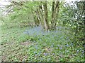 Winterborne Zelston, bluebells in DT11 9ET