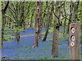 Signpost and bluebells, Coed y Wenallt, Cardiff in CF14 6TQ