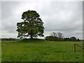 Mound with Tree in NG33 4JH