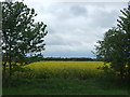 Oilseed rape crop off Stratford Road (A46) in B49 6ND