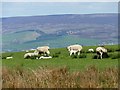 Ewes and their lambs on Ludworth Moor in Chisworth