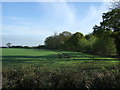 Crop field and hedgerow beside Sixpenny Brook in CO7 7EY