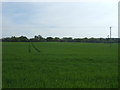 Crop field off Langford Road in CM8 3JX