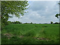 Crop field beside woodland, Goldhanger in Goldhanger