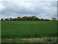 Crop field near Tolleshunts Farm in CM9 8AE