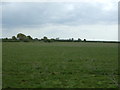 Grazing near Salcott in CM9 8HJ