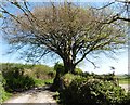 Spreading tree on Trimstone Lane in EX34 7HF
