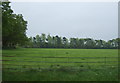 Grazing near Spring Coppice Cottage in B94 6QY