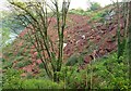 Debris and landslip above Oddicombe in TQ1 4QF