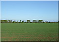 Crop field, St Osyth Heath in CO16 9BS