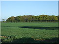 Crop field towards Bush Wood in CO16 9BS