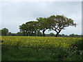 Oilseed rape crop off Fulford Hall Road in B94 5JU