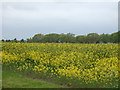 Oilseed rape crop near Fulford Hall in B47 6HA