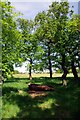 Rotting Log And Copse on Wanstead Flats in E7 0DZ