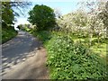 Country road passing an apple orchard in WR15 8NW