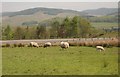 Sheep grazing beside the M74 in DG10 9PG
