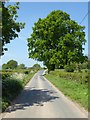 Oak tree beside a country road in SY8 4LE