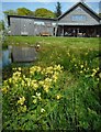 Cowslips beside the pond, Loch Arthur Farm Shop in DG2 8QZ