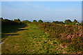 East Devon : Woodbury Common in EX5 1JJ